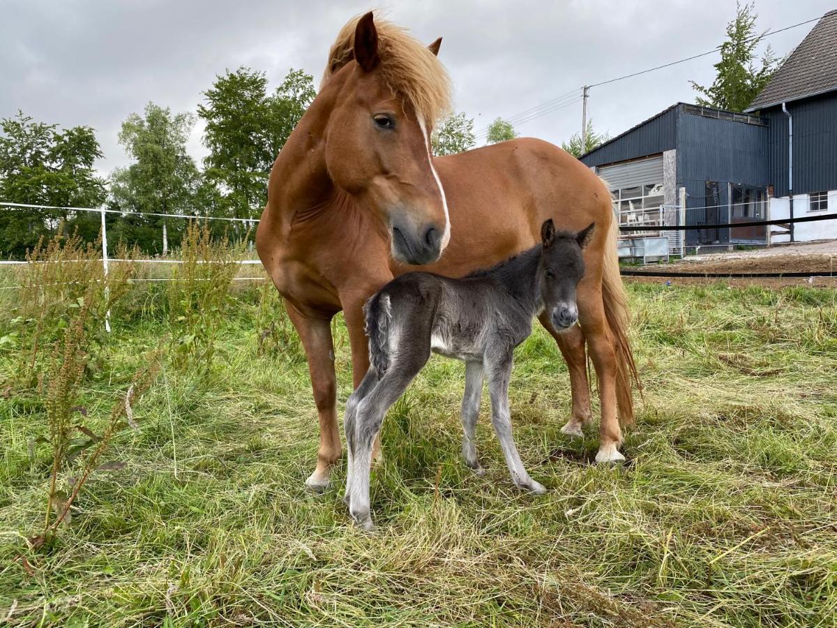 Studio - grosses Wohn-Schlafzimmer - Dachterrasse - Kamin - Küche - Hohes Venn - Monschau - Eifel - Hunde willkommen beim Hof Vierzehnender Exterior foto