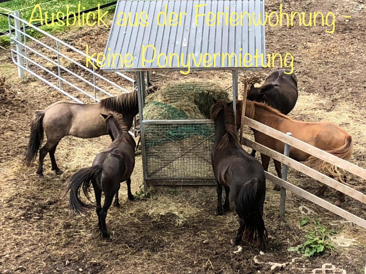 Studio - grosses Wohn-Schlafzimmer - Dachterrasse - Kamin - Küche - Hohes Venn - Monschau - Eifel - Hunde willkommen beim Hof Vierzehnender Exterior foto